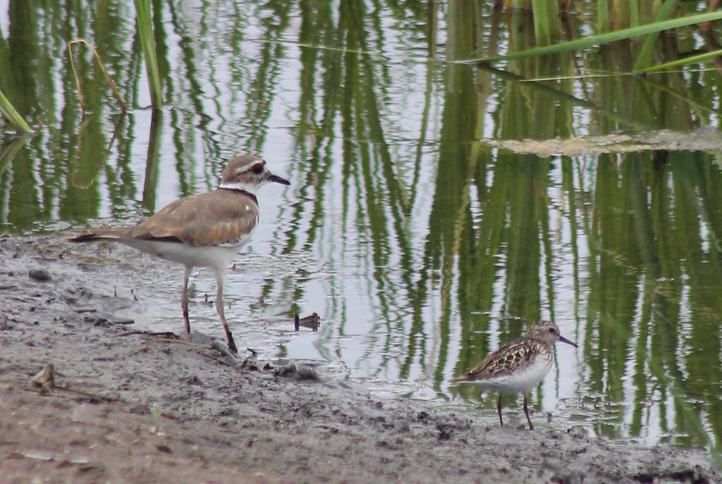 IMG_8295 Least Sandpiper and Killdeer by Jon. D. Anderson is licensed under CC BY-NC-ND 2.0.